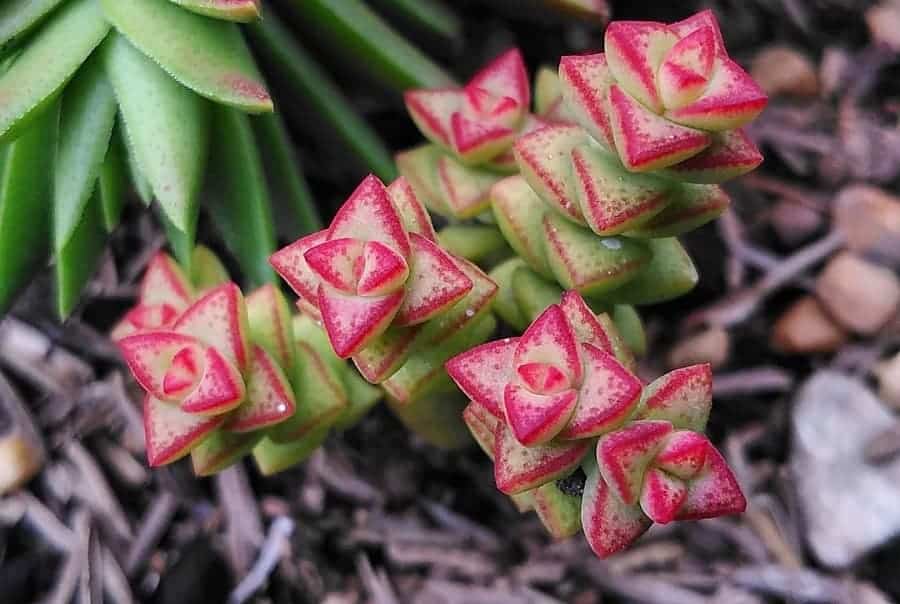 crassula commutata