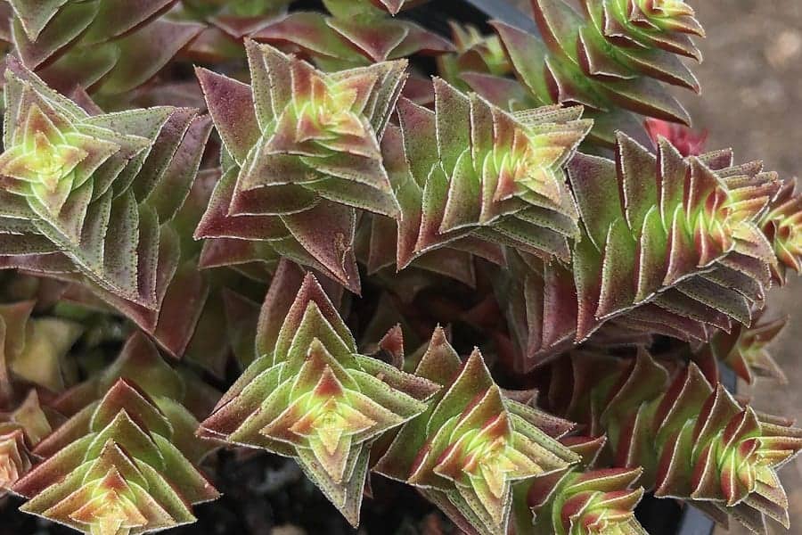 crassula corymbulosa