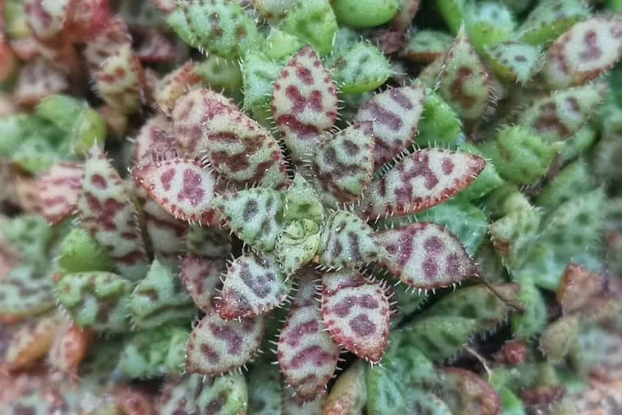 crassula exilis