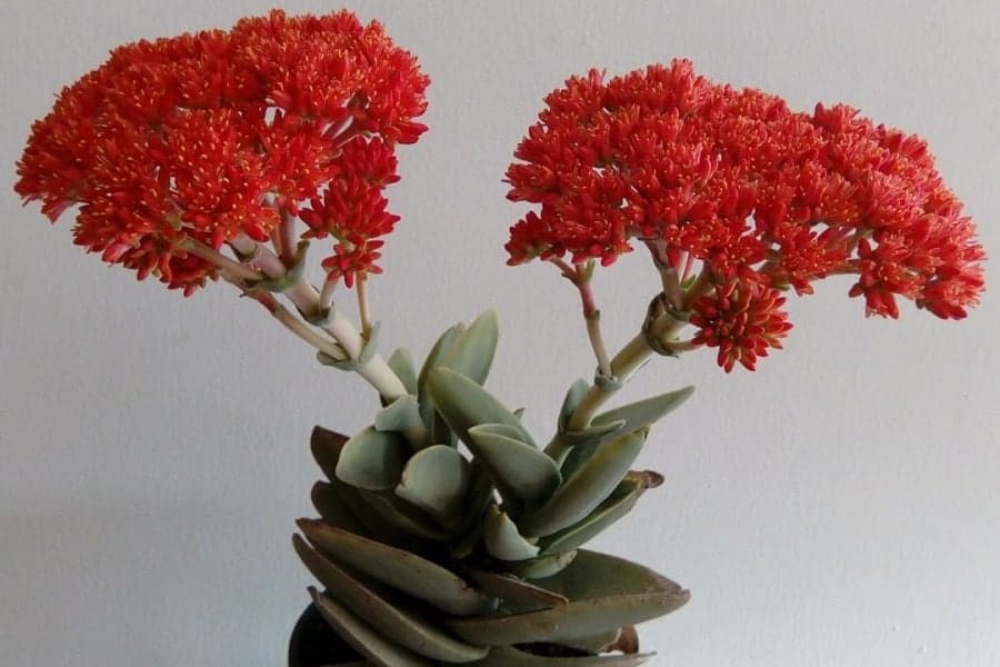 crassula falcata