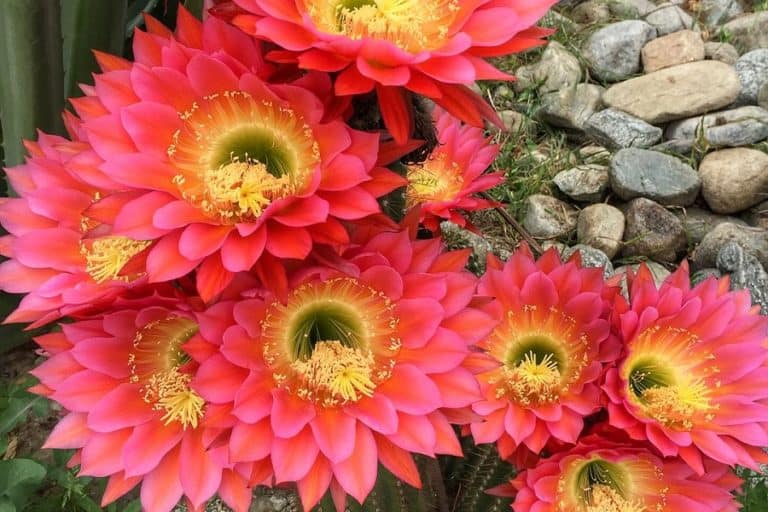 echinopsis flying saucer: care and propagation guide