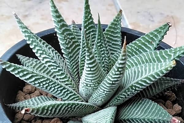 haworthia limifolia striata