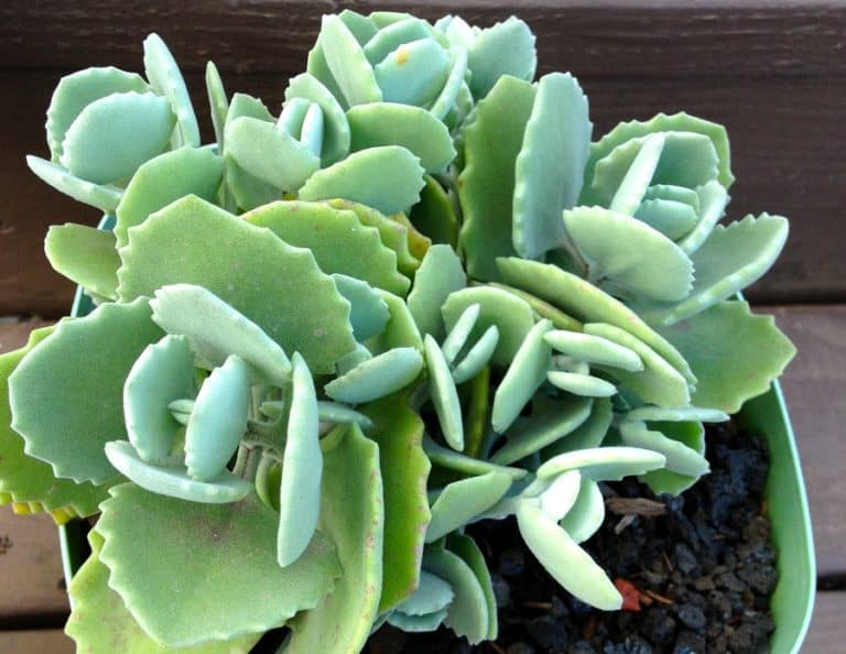 kalanchoe millotii: care and propagation guide