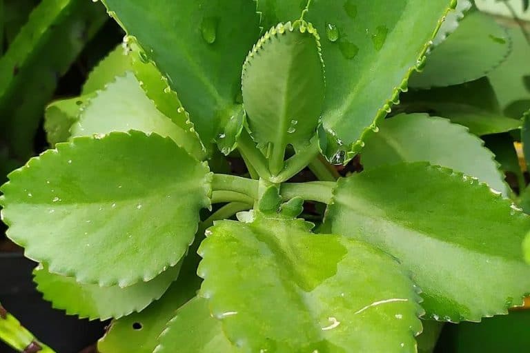 kalanchoe pinnata plant: care and propagation guide