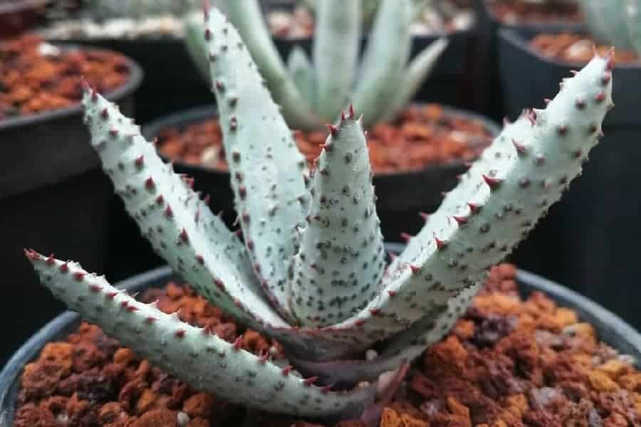 Aloe conifera