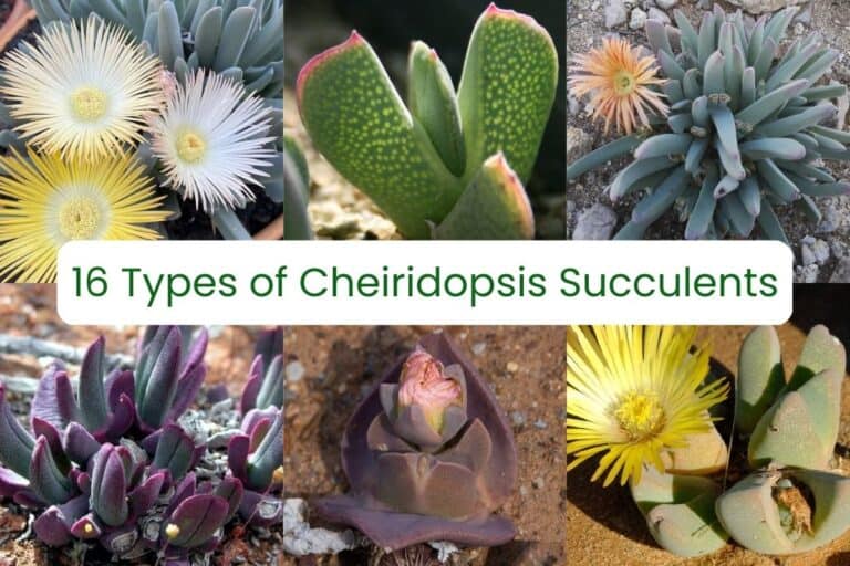 16 unique types of cheiridopsis succulents [with pictures]