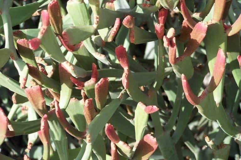 euphorbia xylophylloides: care and propagation guide