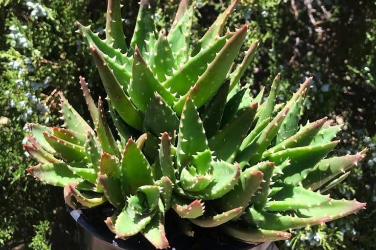 gold tooth aloe: care and propagation guide