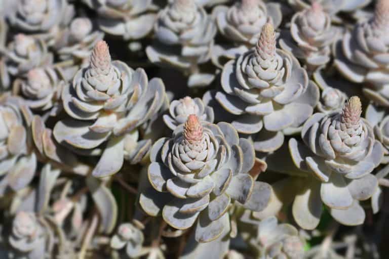 orostachys: care and propagation guide