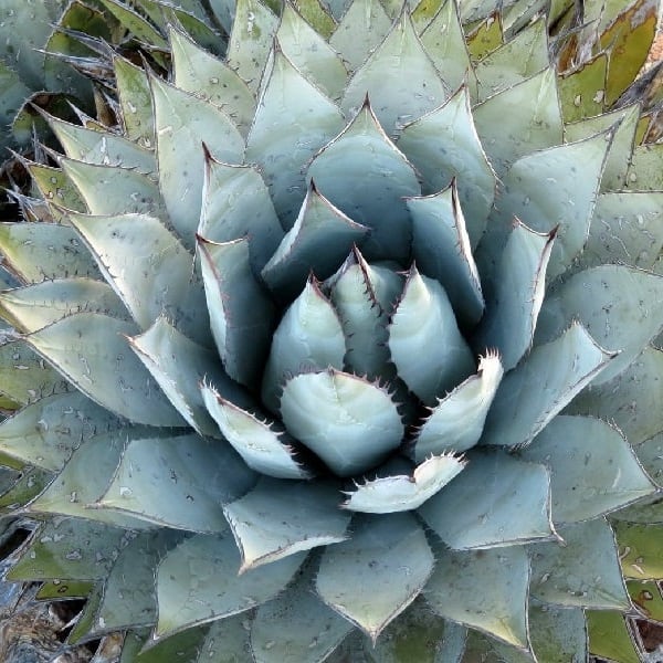 agave sebastiana