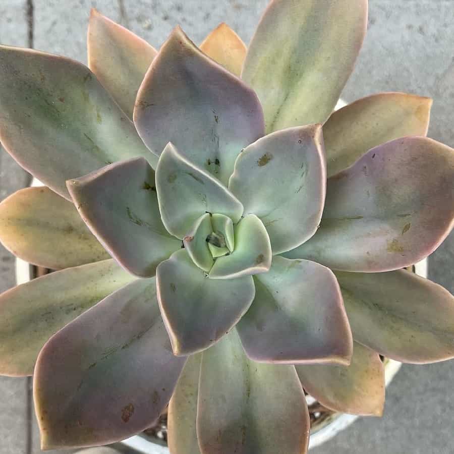 graptoveria fred ives