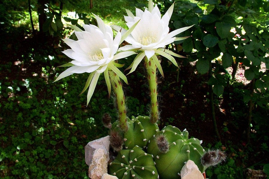 echinopsis subdenudata care