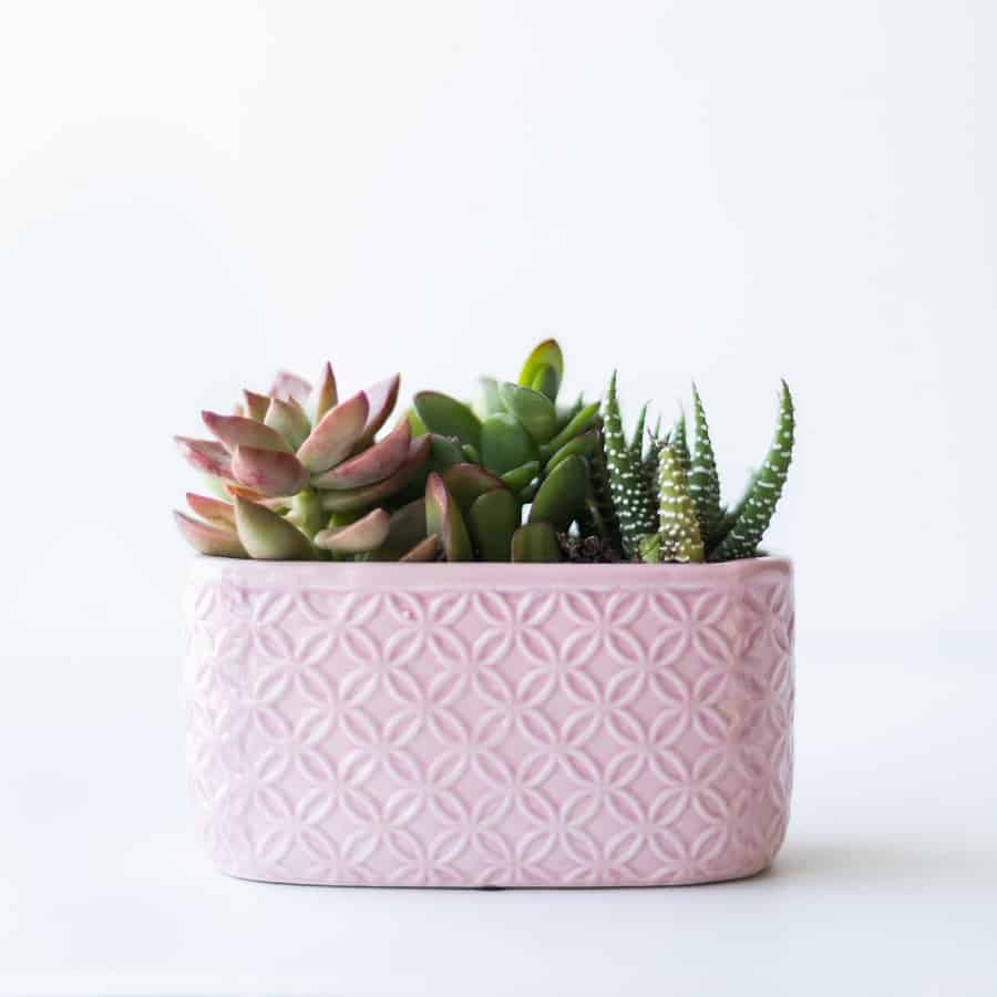 ideas for a perfect succulent garden