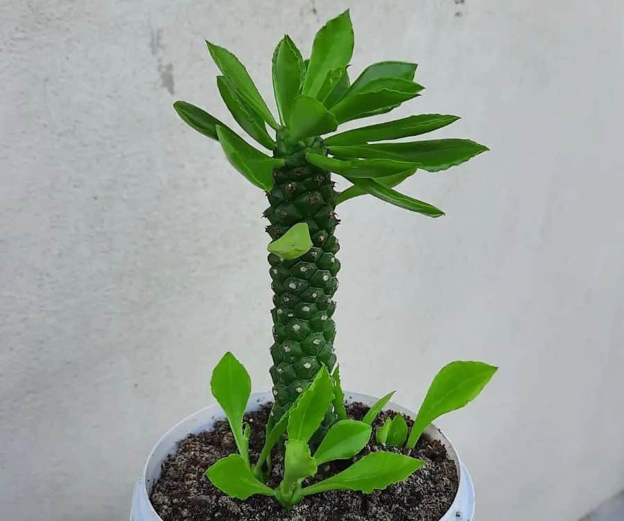 monadenium guentheri