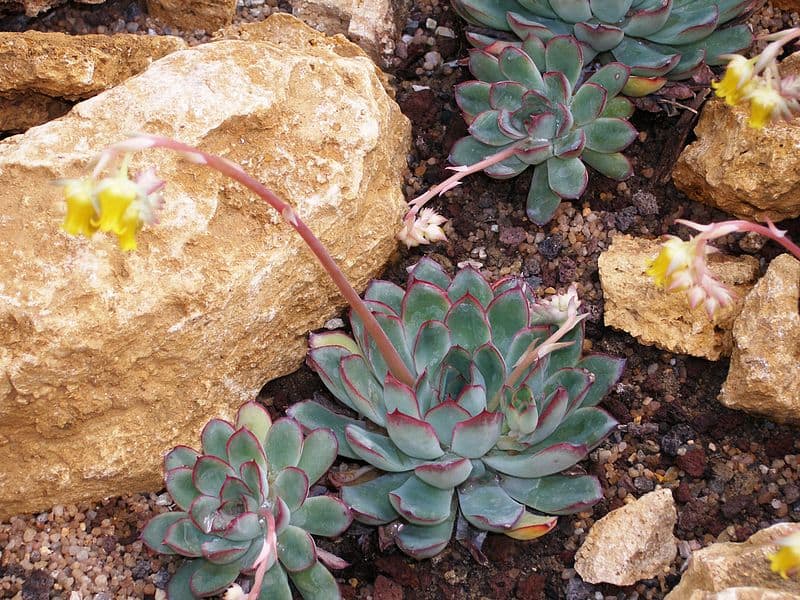 Echeveria pulidonis rock garden