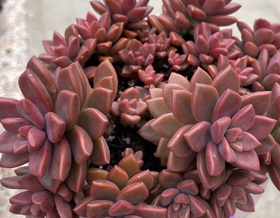 graptosedum alpenglow