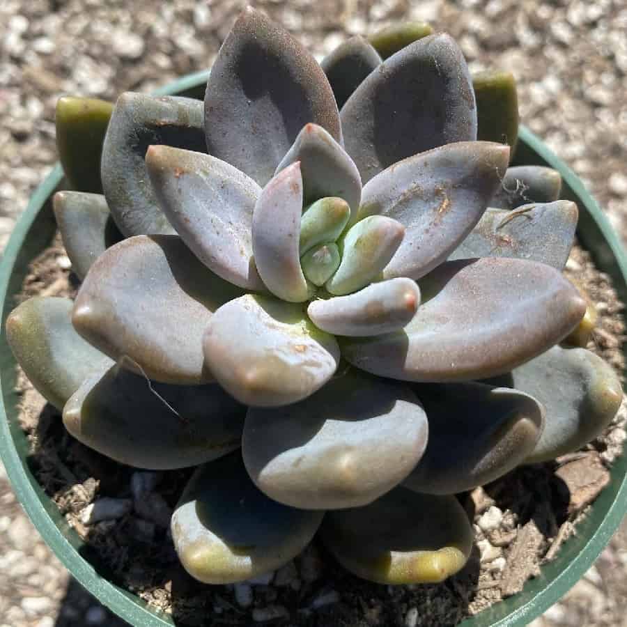 sedeveria blue mist