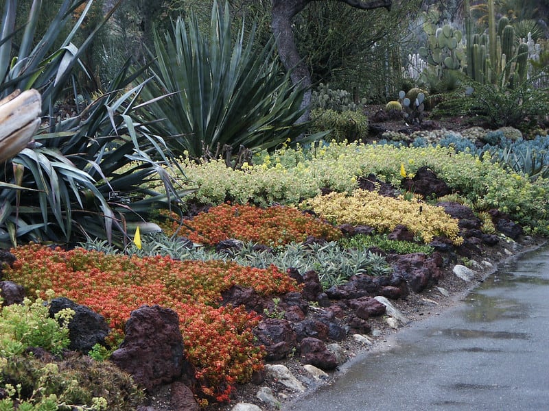 Succulent ground cover rock garden