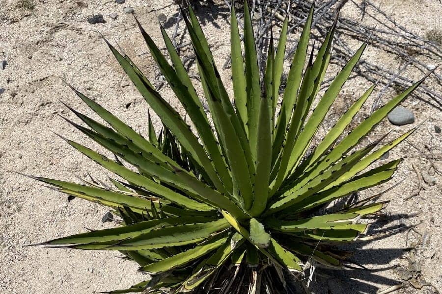 agave datylio