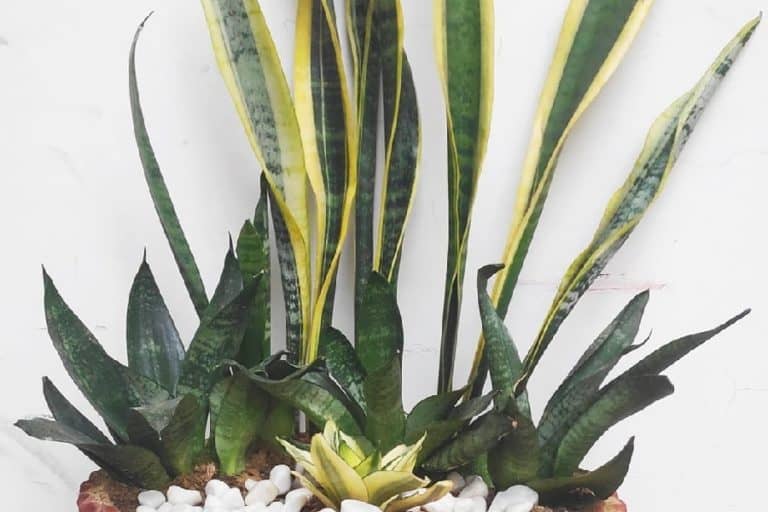 can you plant different types of snake plants together?
