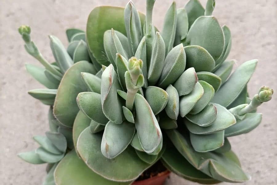 crassula obvallata