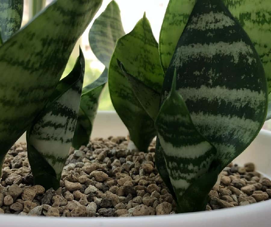 how much space does a snake plant need