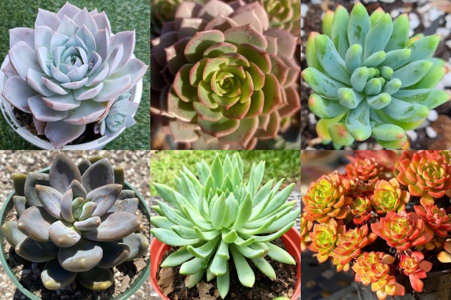 Sedeveria Stunners: 14 Hybrid Succulents You Need to Grow | Succulent Alley