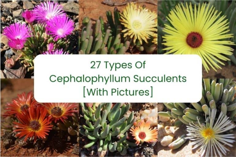 27 types of cephalophyllum succulents [with pictures]