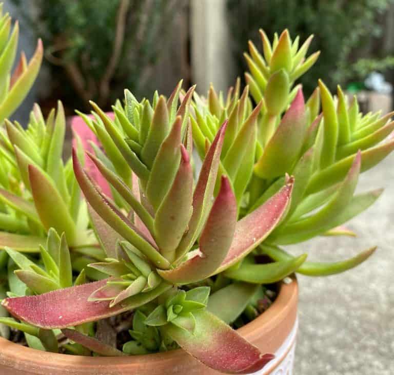 Crassula Sharks Tooth Characteristics And Care Succulent Alley