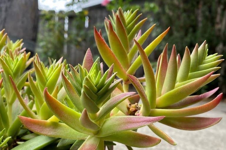 crassula sharks tooth: care and propagation guide