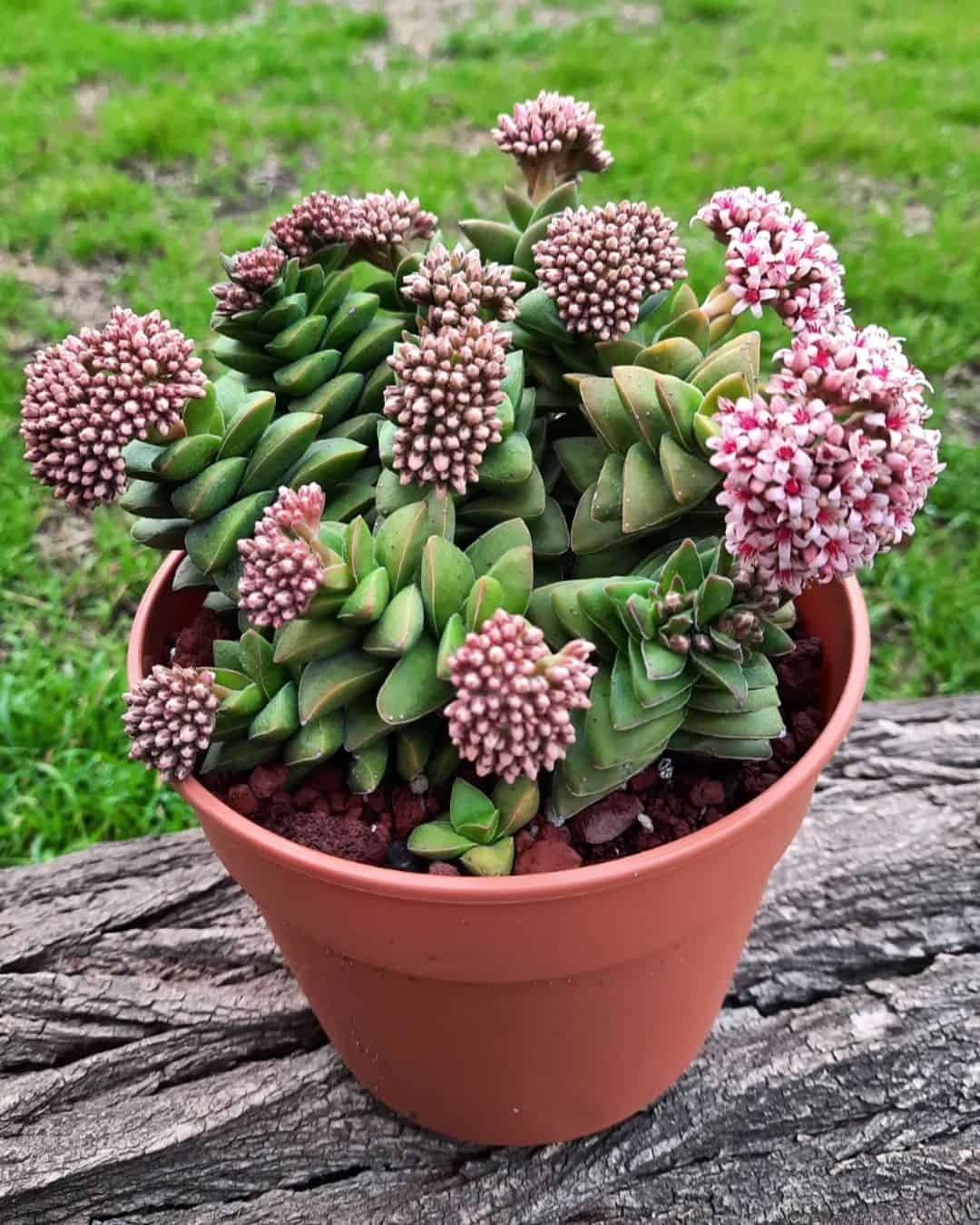 Crassula Springtime Characteristics And Care Succulent Alley