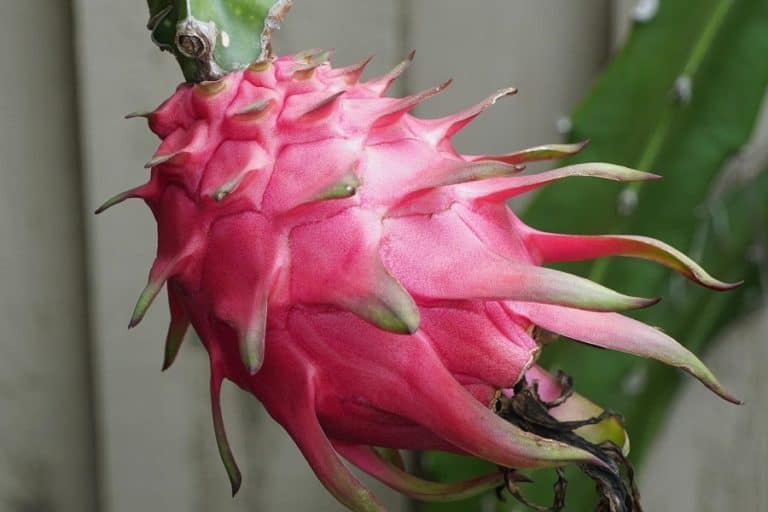 hylocereus guatemalensis: care and propagation guide