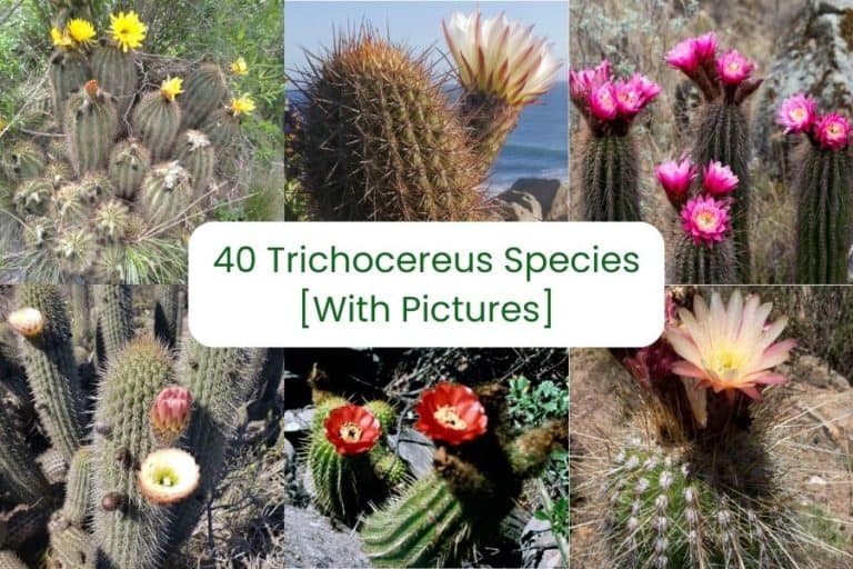 40 types of trichocereus species [with pictures]