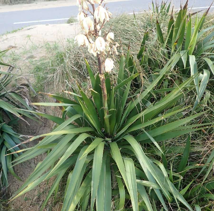 yucca gloriosa var. tristis
