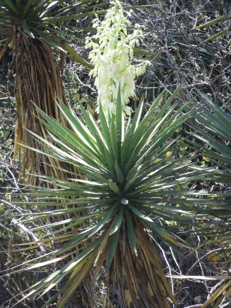 yucca jaliscensis