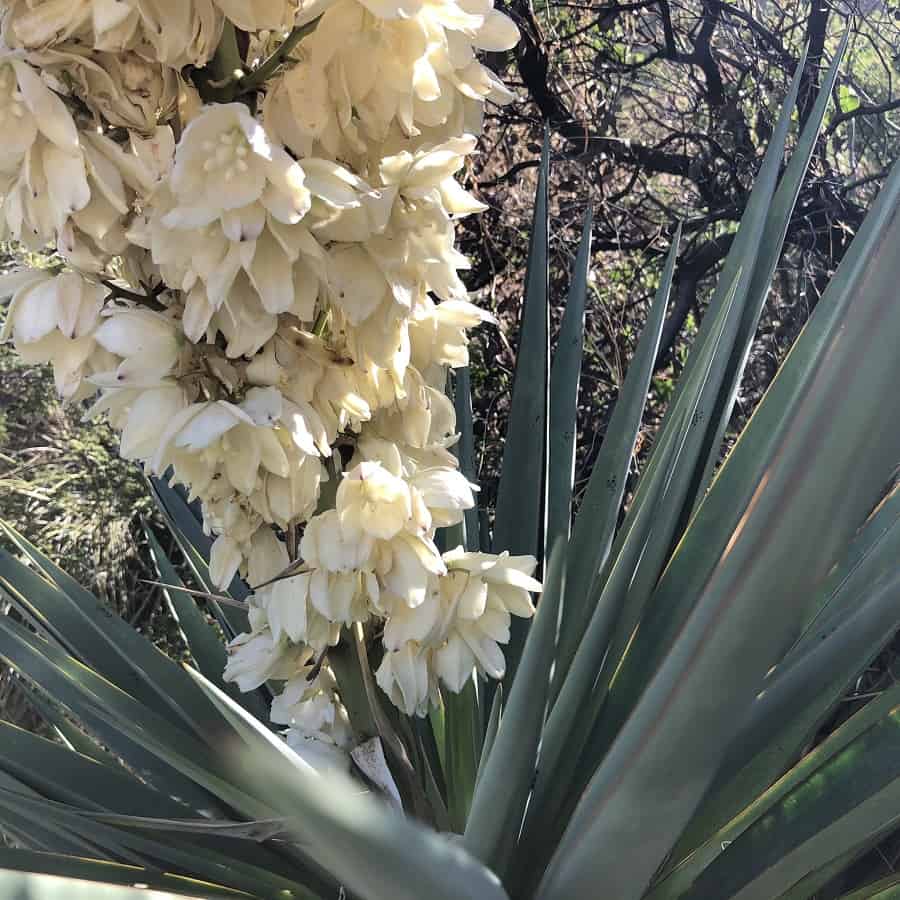 Yucca madrensis