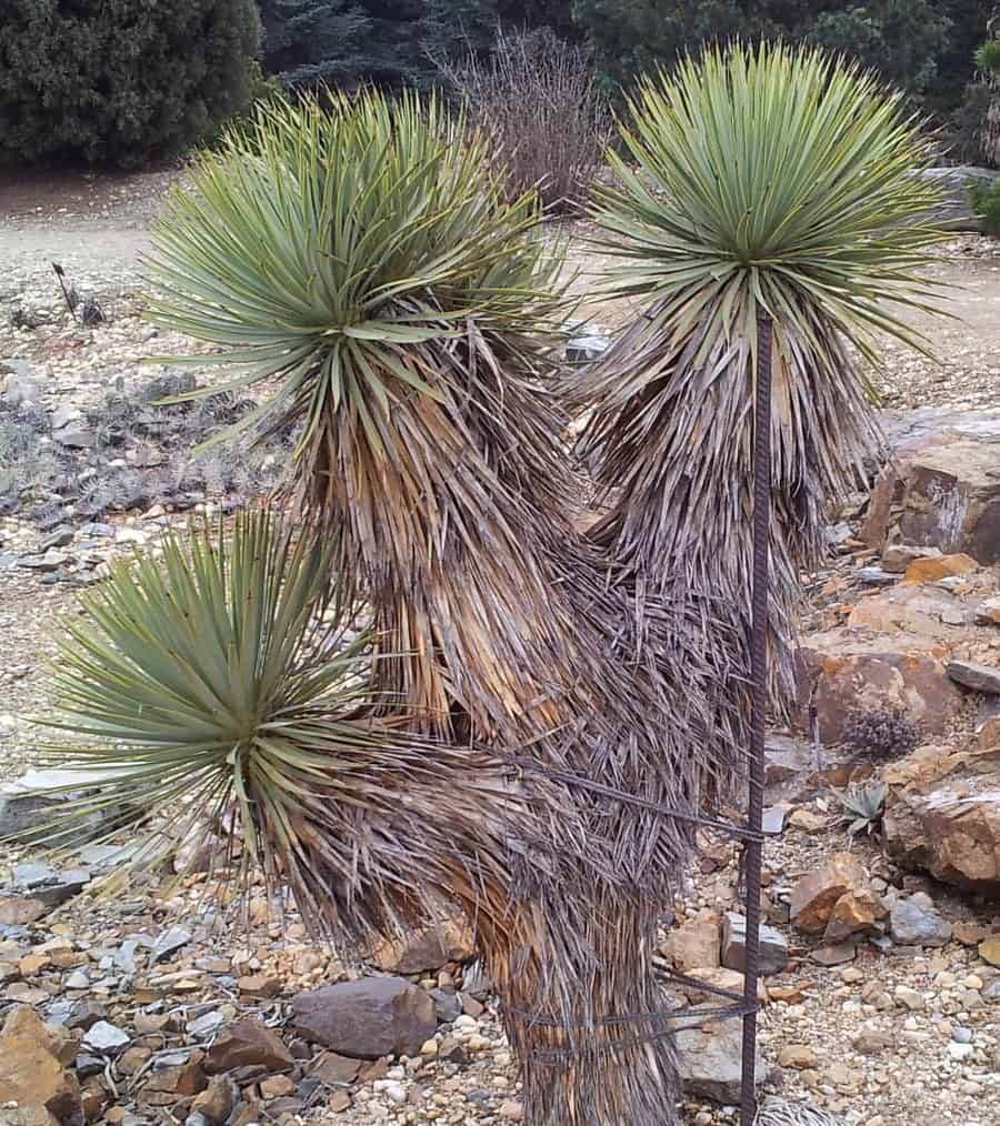 yucca thompsoniana