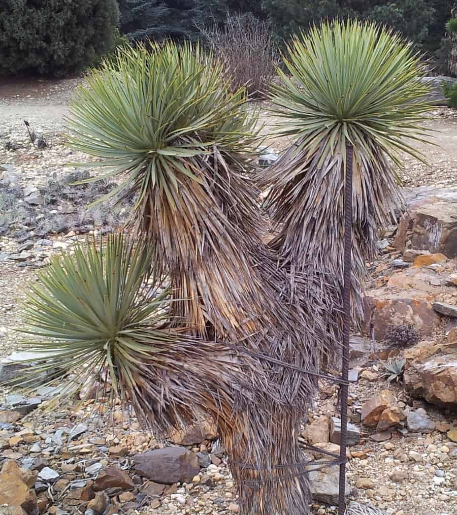 Yucca thompsoniana