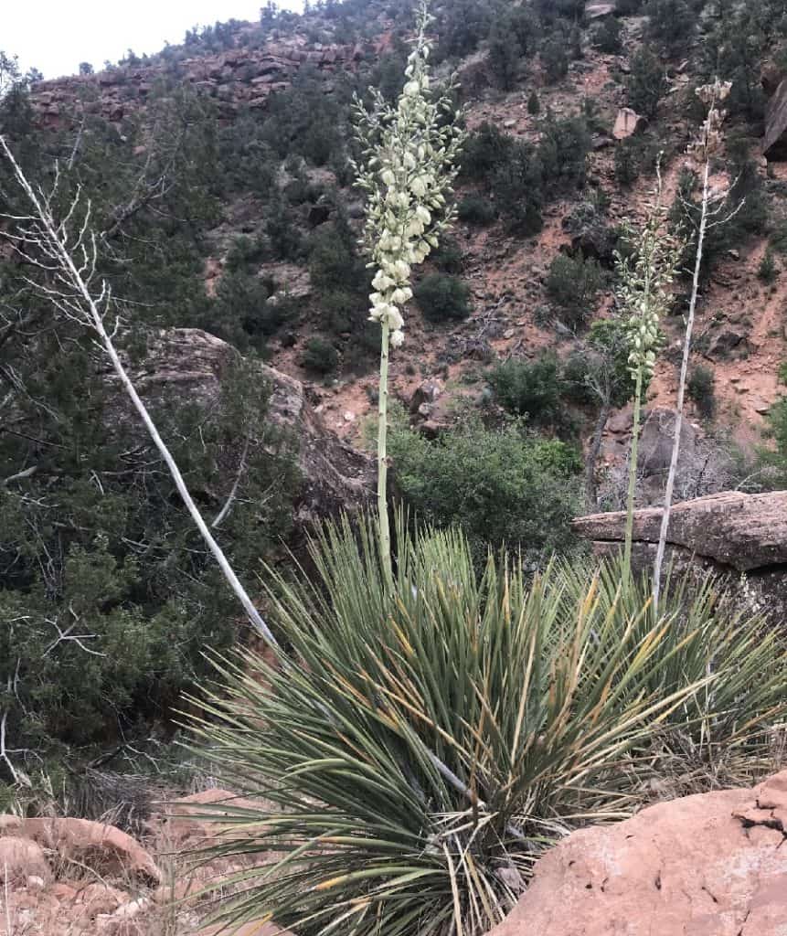 yucca utahensis