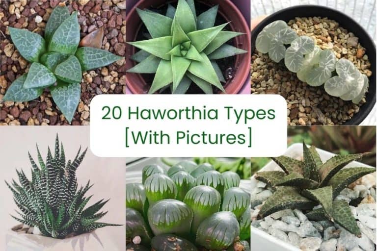 20 haworthia succulents illustrated: a comprehensive guide
