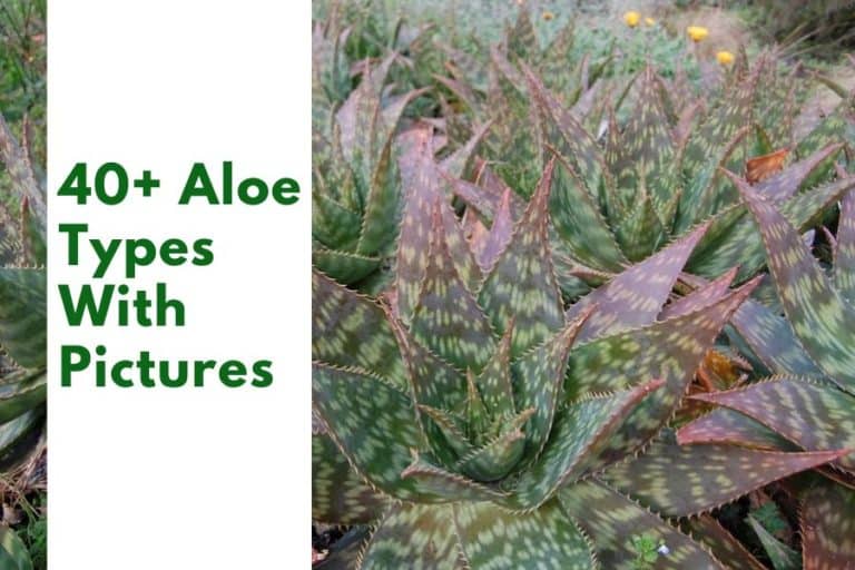 50+ interesting types of aloe plants with pictures