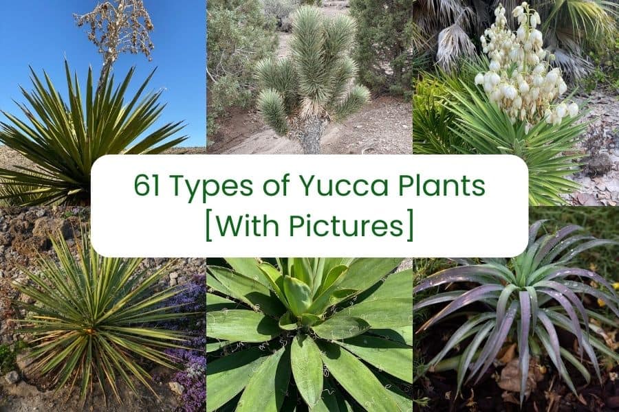 types of yucca plants