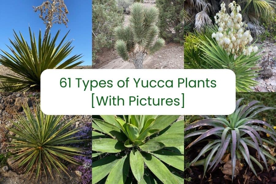 61 Types Of Yucca Plants [With Pictures] - Succulent Alley