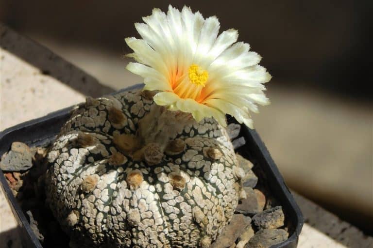 astrophytum asterias super kabuto: care and propagation guide
