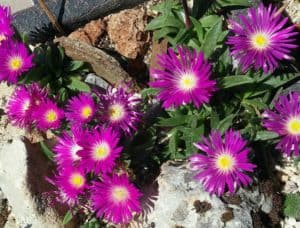 Delosperma ashtonii: Characteristics and Care | Succulent Alley