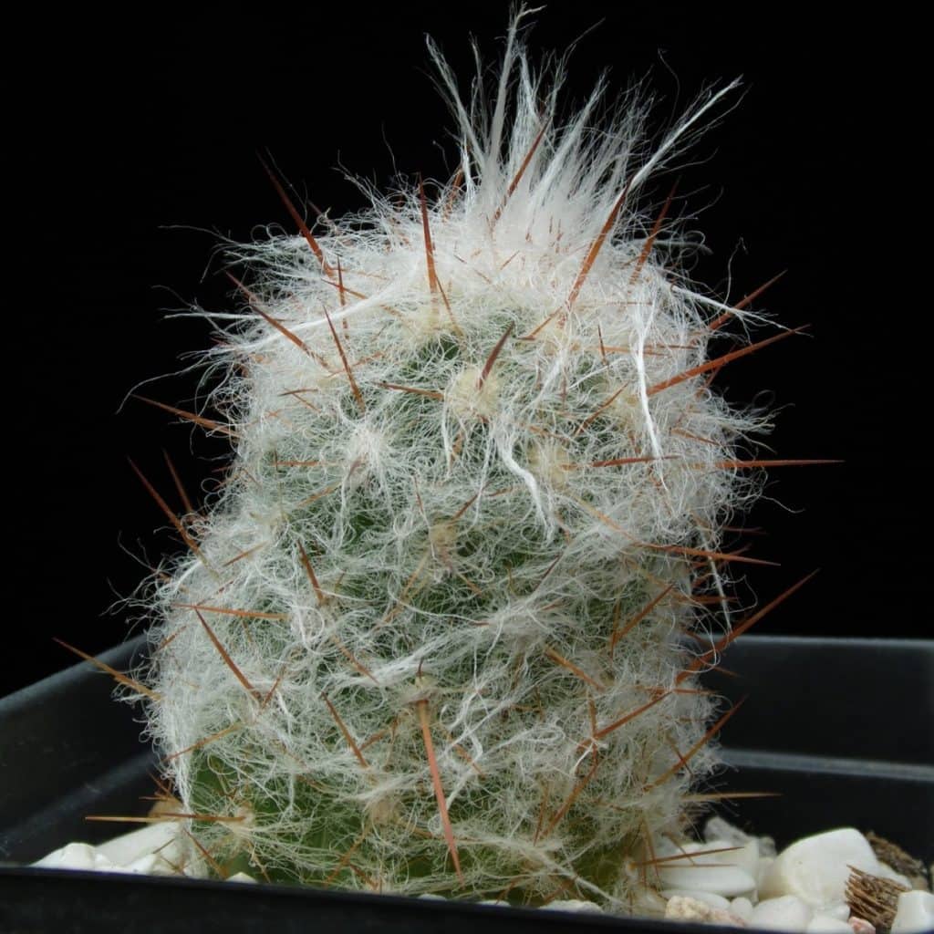 Oreocereus trollii