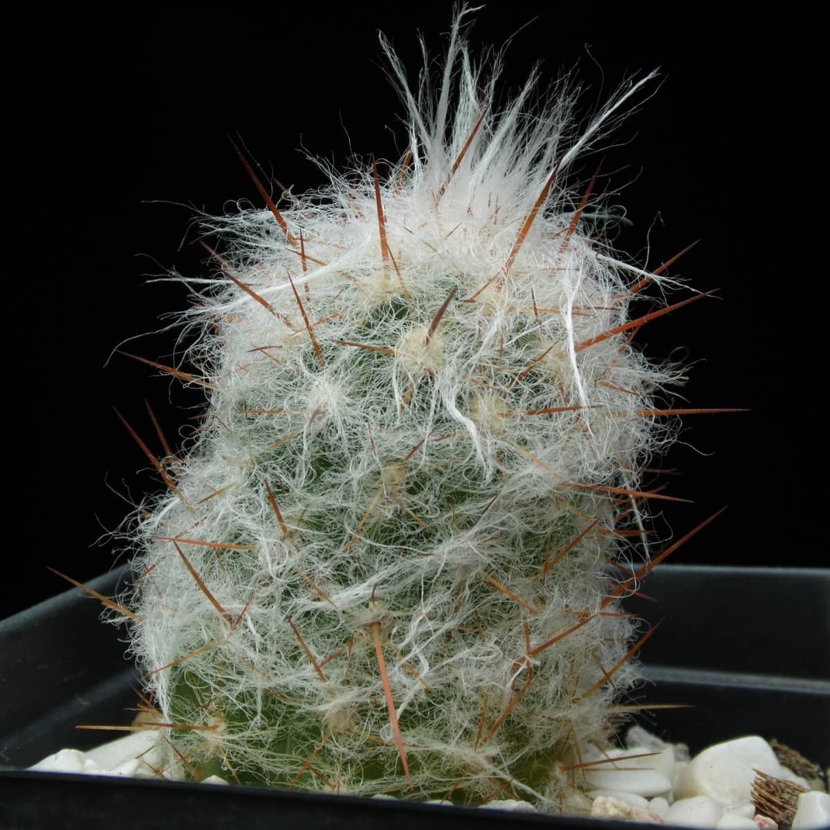 The Oreocereus trollii Cactus' Bizarre Appearance Will Haunt Your ...