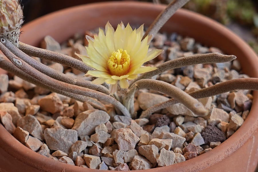 astrophytum caput-medusae