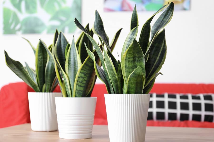 snake plant benefits