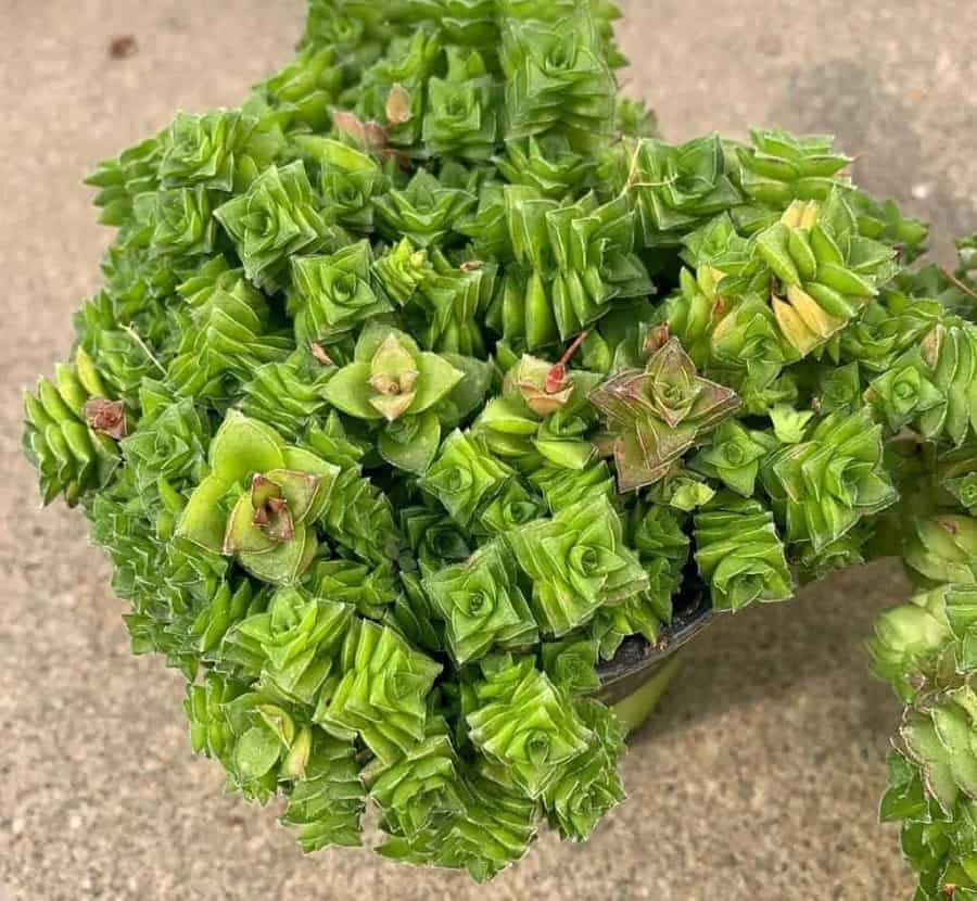 crassula socialis